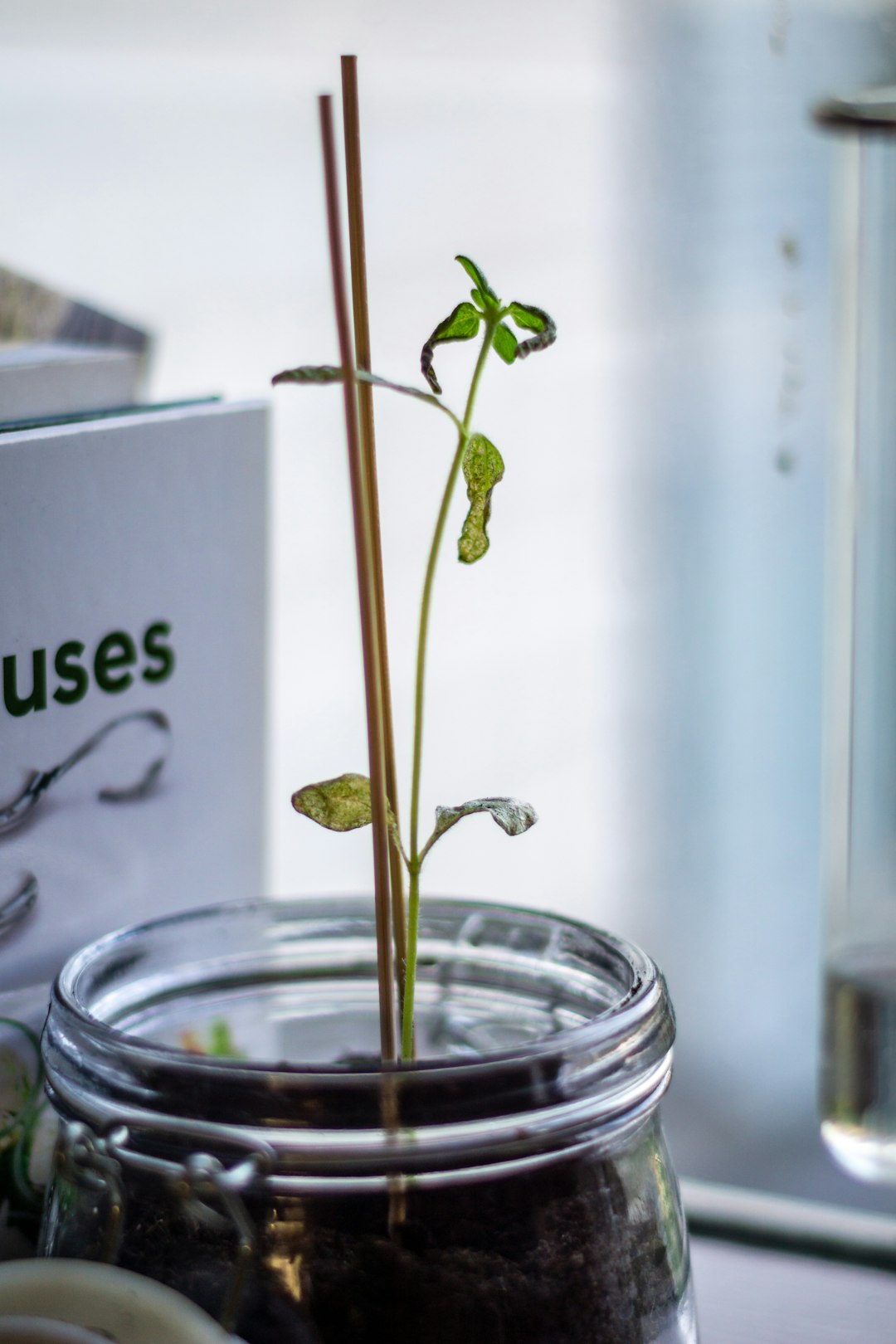A tiny sunflower growing in a jar.